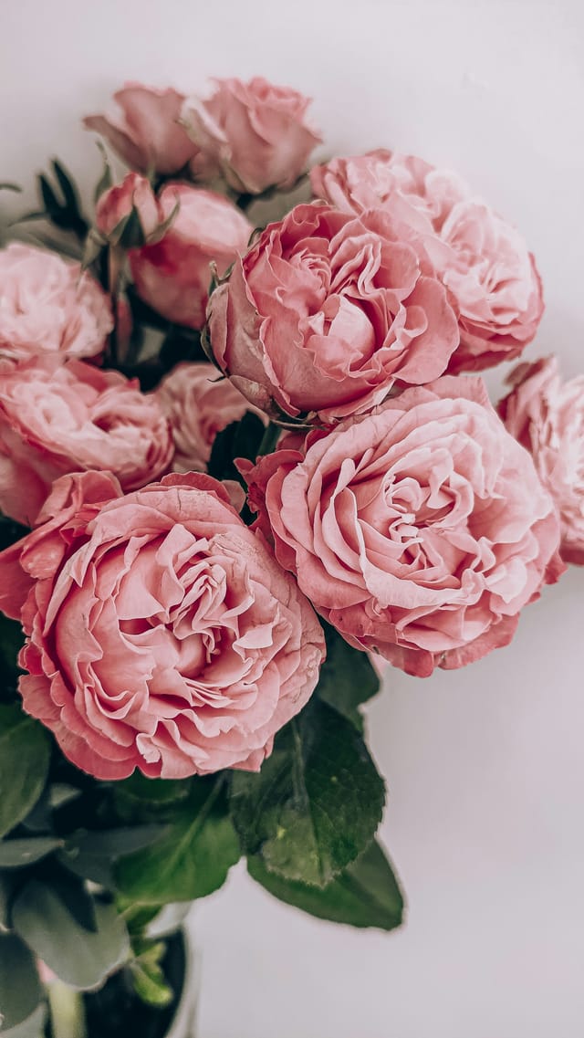 FloraPrima storefront